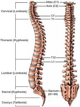 spinal_curves_regions-1
